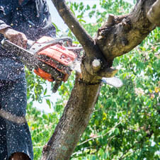 Entretien d’arbres et de haies Herblay